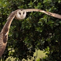 African Grass-Owl - Pieter van Oudshoorn